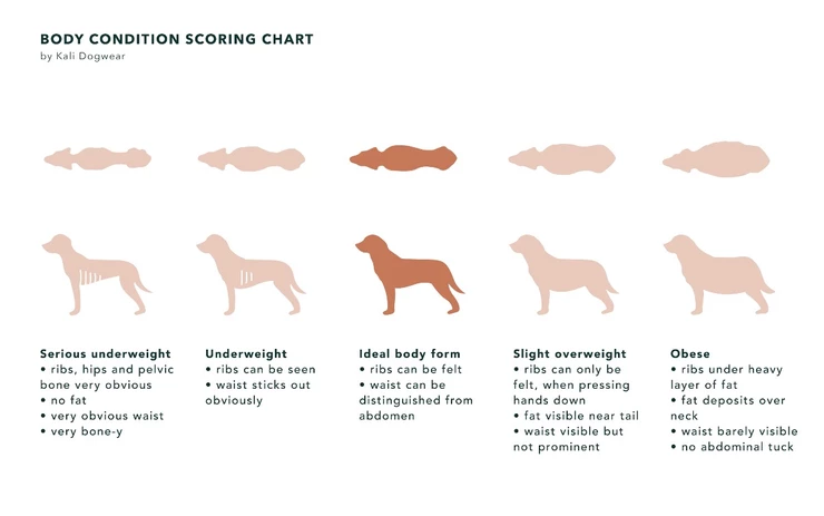 Is my dog overweight? And how can my dog lose weight?