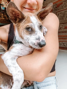 Signs you are ready for a (rescue) dog