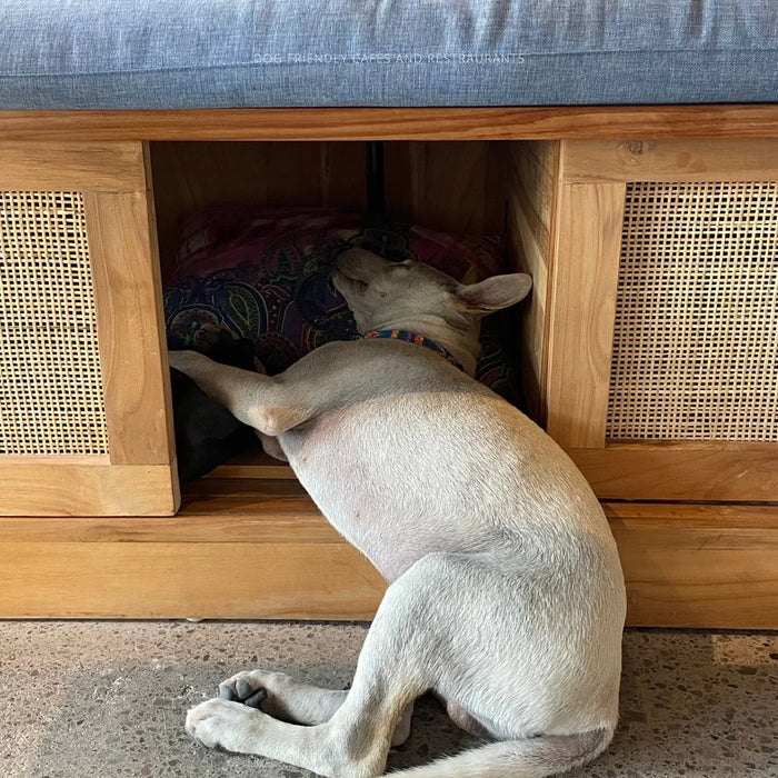Dog friendly cafés and restaurants in Bali