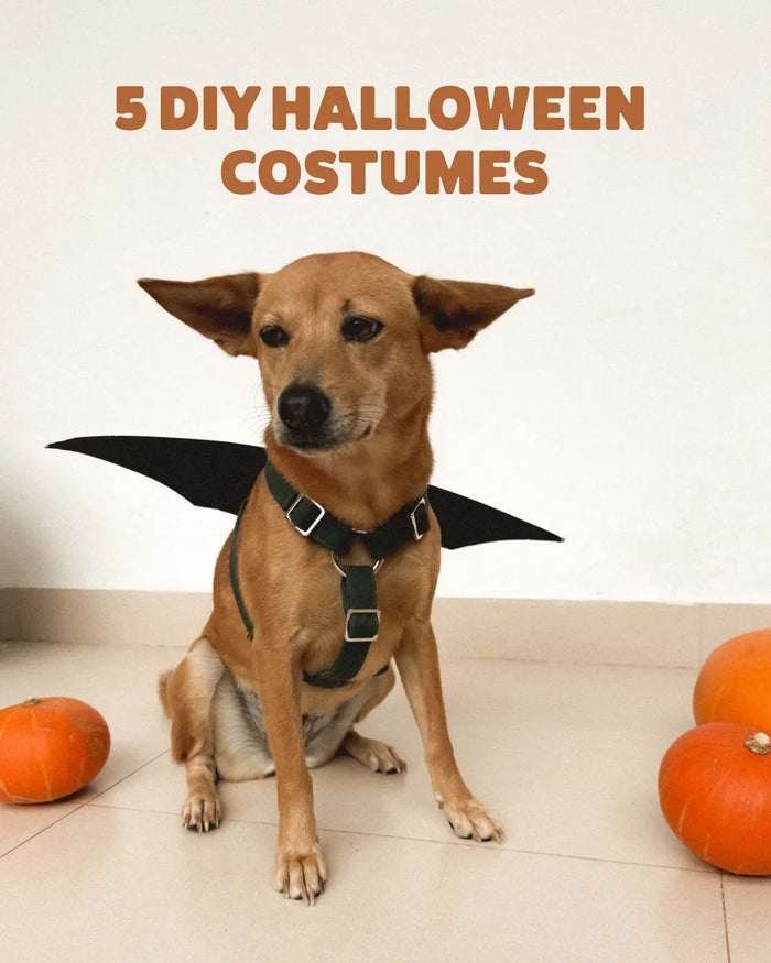 5 Easy Last-Minute DIY Halloween Costumes for Dogs (made from things you already have at home)