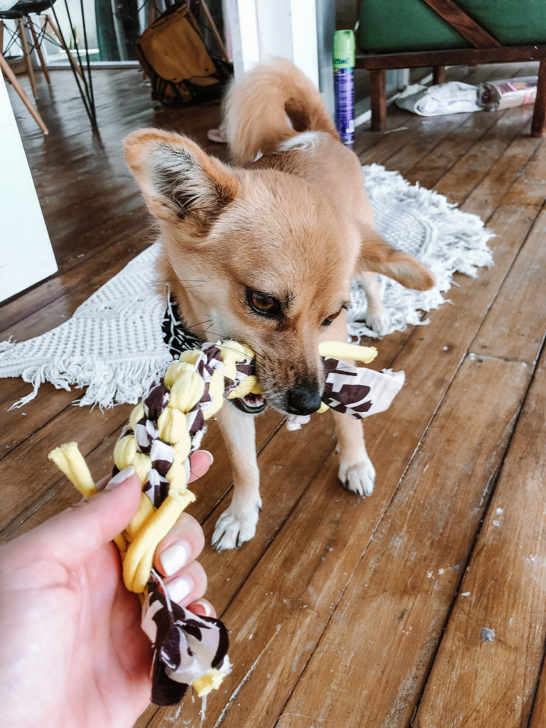 6 Tips how to integrate a rescue dog into your household and make them feel at home