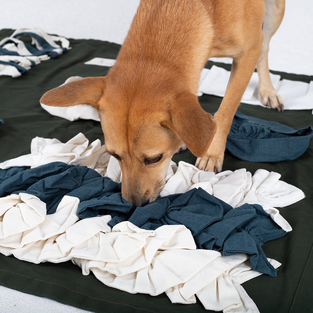 Sniff Rug Square
