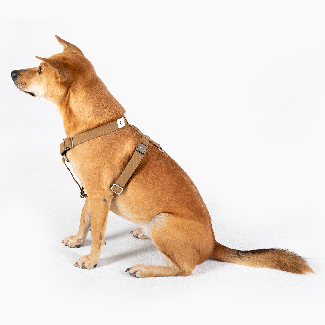Dog Harness