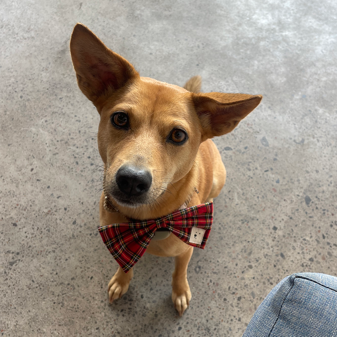 Bow Tie "Mulled Wine"