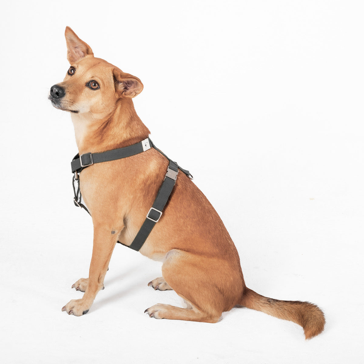 Dog Harness