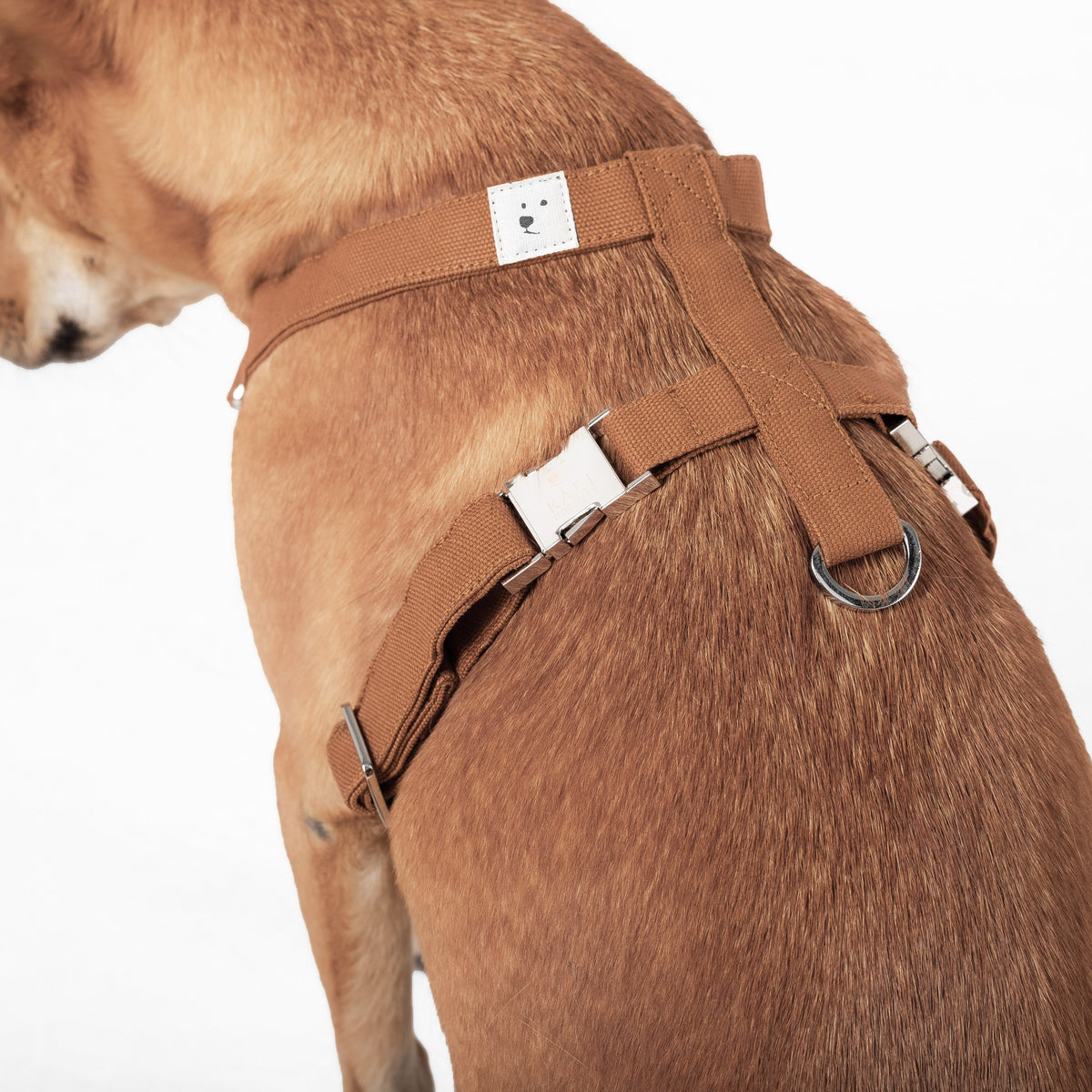 Dog Harness