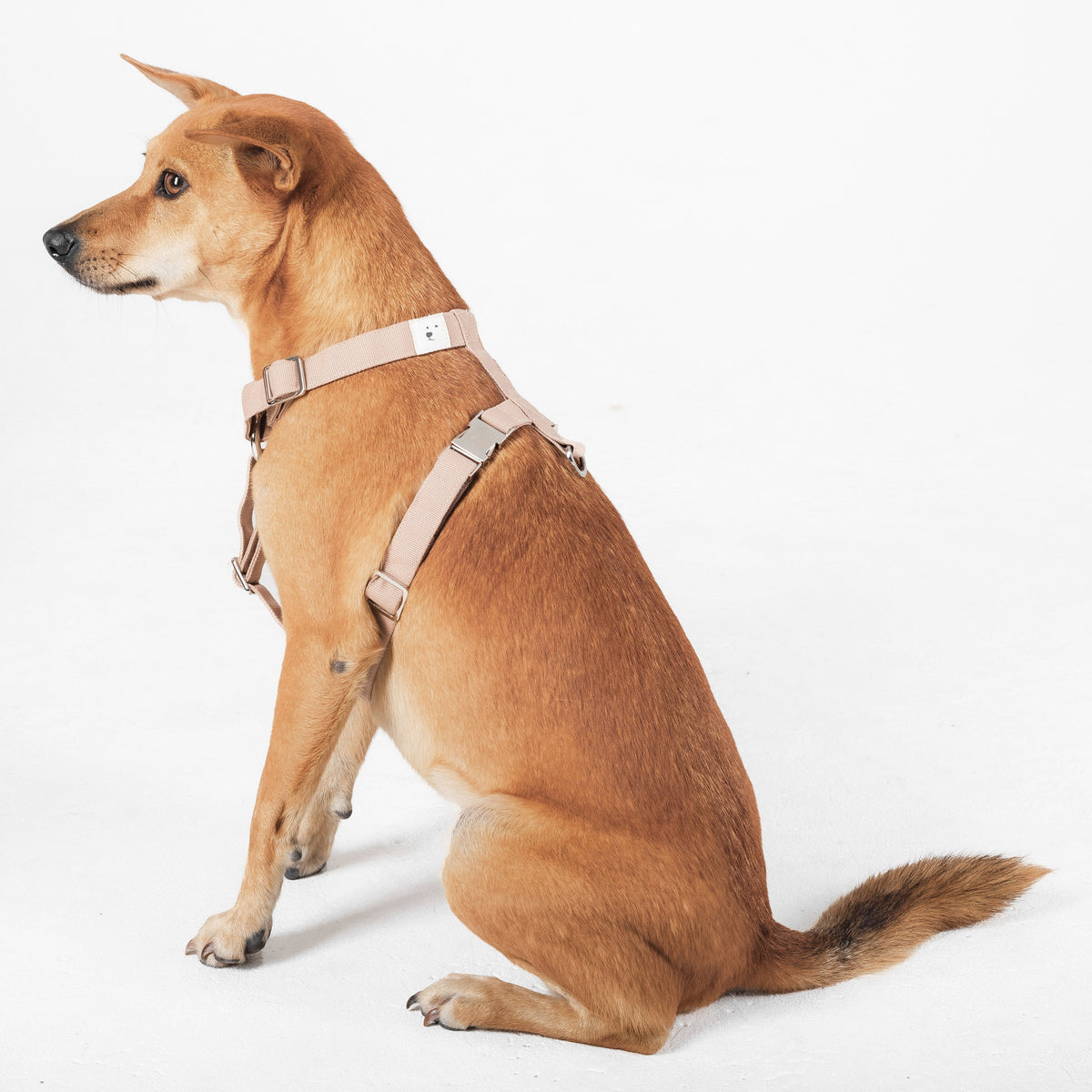 Dog Harness