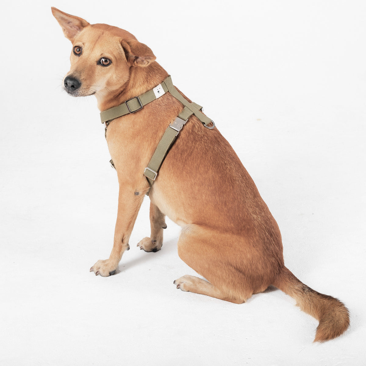 Dog Harness