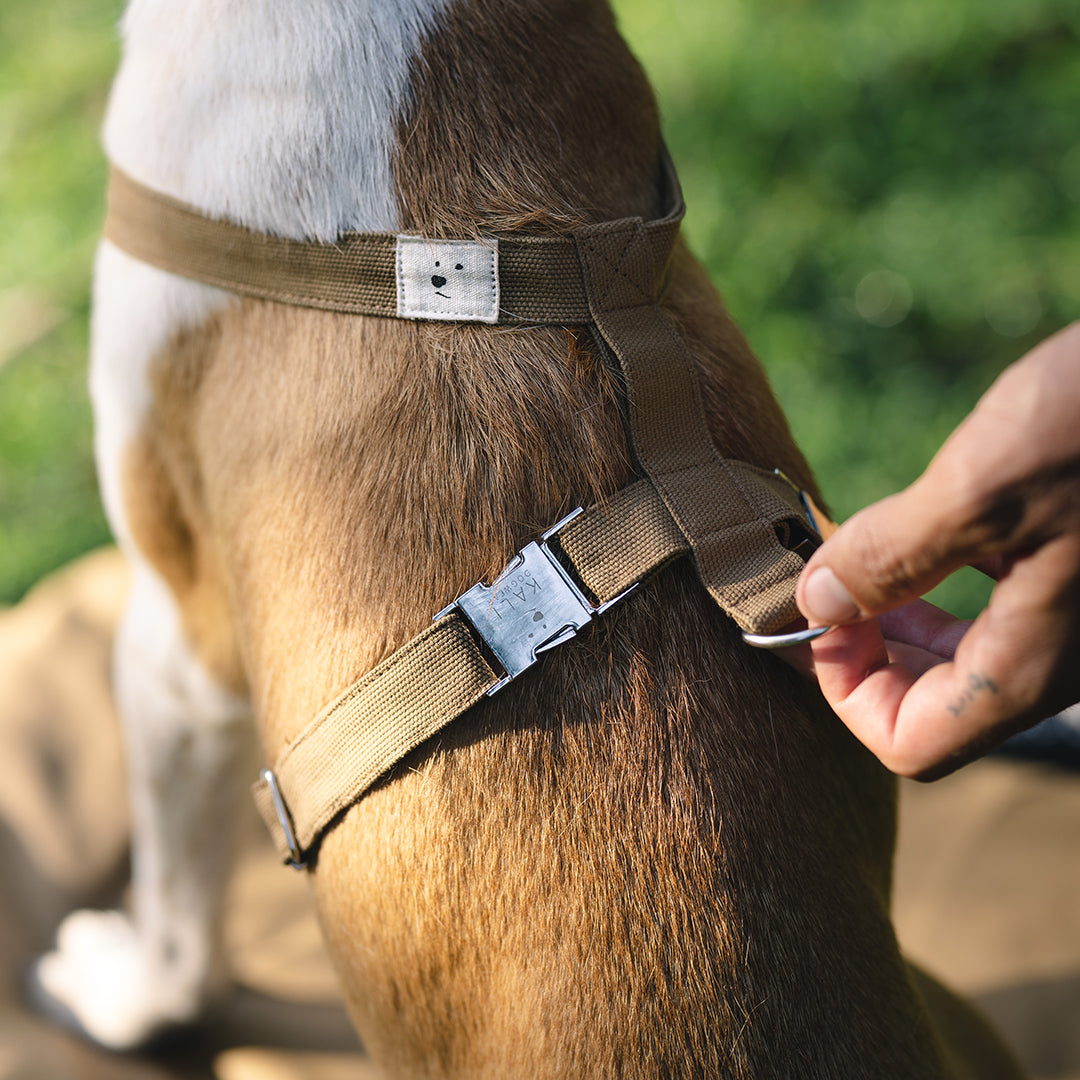 Dog Harness