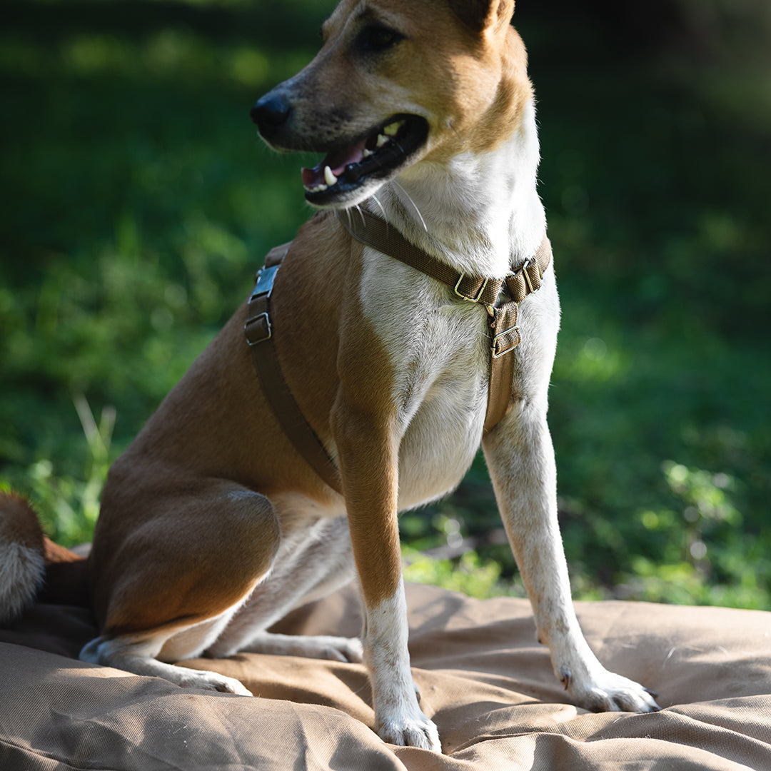 Dog Harness