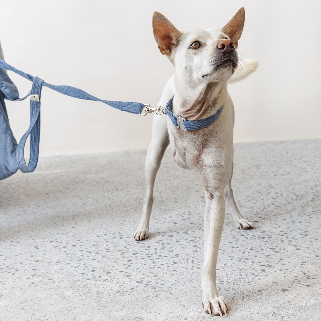 Dog Harness "The Senja"