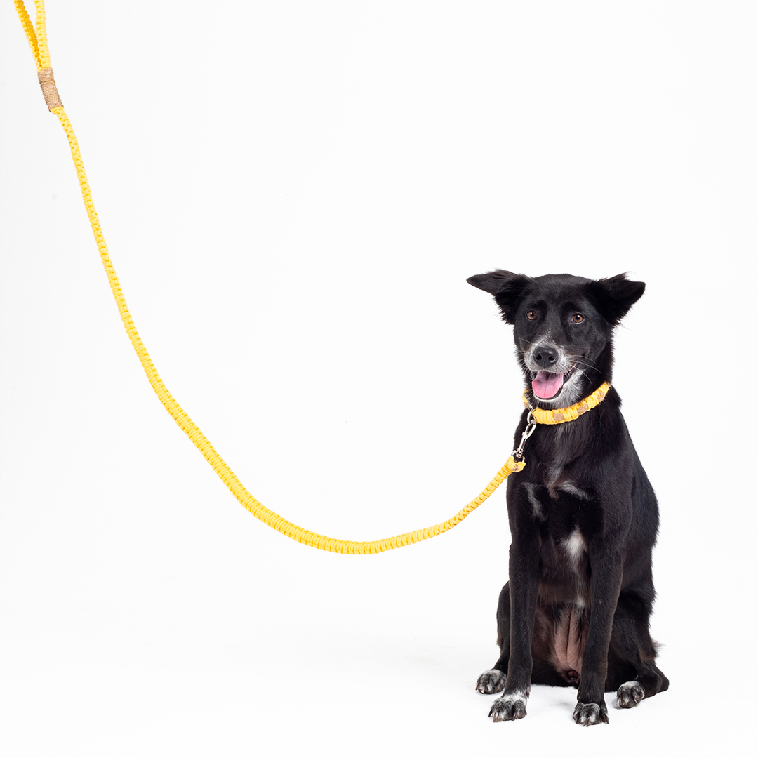 'Thomas' Leash